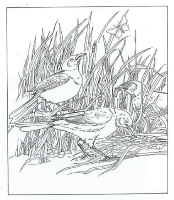 A coloring page of nature in the backyard